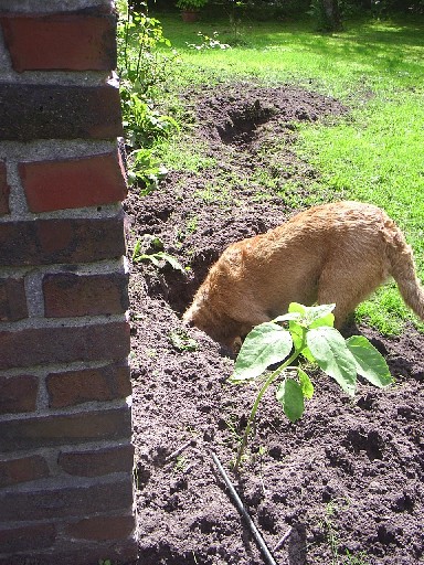 Vera aan het werk.